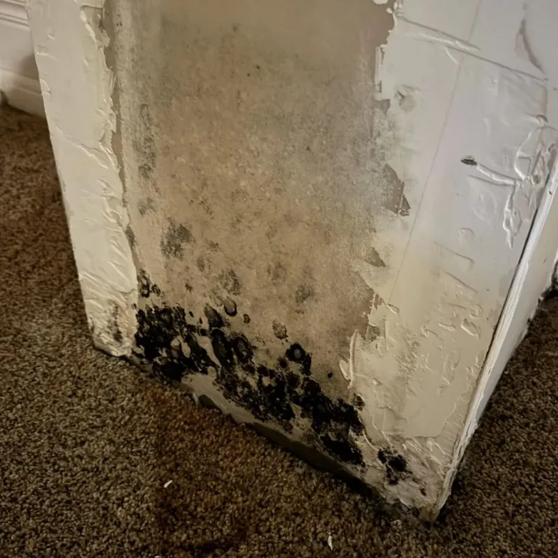 Professional Mold Removal in Temple, NH